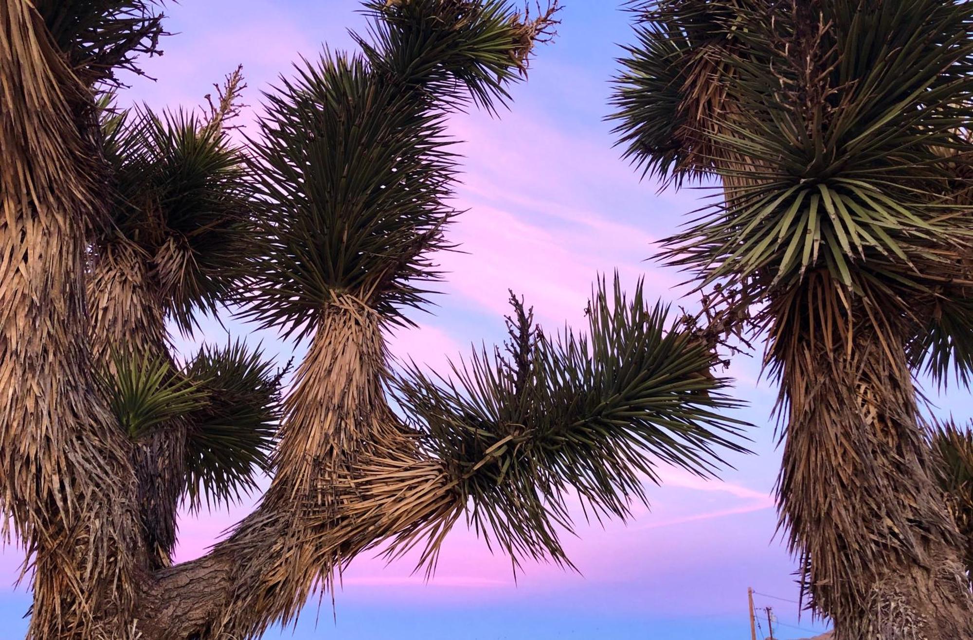 Cozy Desert Retreat With Amazing Views Only 4 Miles To Jtnp Joshua Tree Kültér fotó